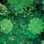 A new leaf turns in carbon science