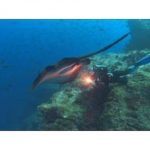 Japan finds rare earths in Pacific seabed