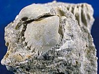 Limestone, Gravel, Sand Fast Facts