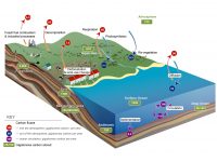 Carbon Cycle Diagram